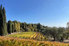 Nice: Full-Day Côtes de Provence Wine Tour